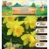 Narcissus Danch Master, river 12/14, 4 pcs, autumn 2024