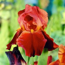 Iris Bearded Saltans Palas, Rr. I, 1 pc, spring 2025