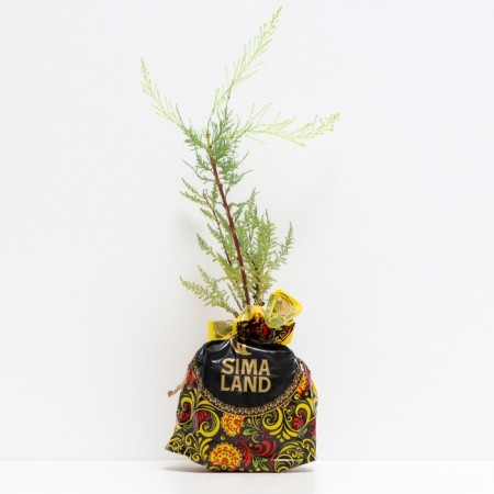 Tamariks seedling, P9 pot, summer 2024-1