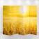 Shirma "Wheat Field", 250 x 160 cm