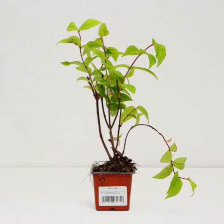 Sahenian Acts Hybrid "Strawberry Fields", pot P9, Summer 2024-2