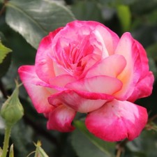 Seedling rose Plesy 