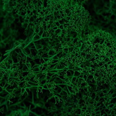 Stabilized moss "spruce" 45 grams (+-5 gr)-1