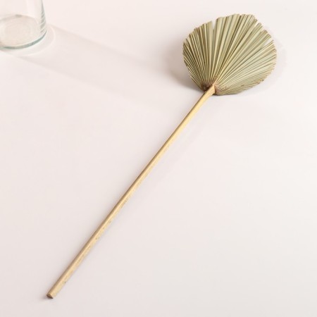 Washingtonia Palm sheet "Peak" 50-60 (+/- 6 cm), 1 pc, col. natural-3