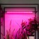 Lamp for plants LED linear, 900 mm Uniel, 14 W, LED, IP65, Color transparent
