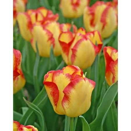 Tulip is a simple early Cape Town, rr 11/12, 3 pcs, economy, autumn 2024