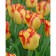 Tulip is a simple early Cape Town, rr 11/12, 3 pcs, economy, autumn 2024