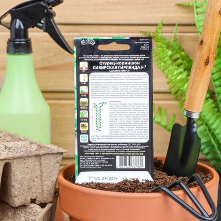 Siberian garland cucumber seeds F1 is early, parthenocarpic, 5 pcs-2