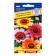 Seeds of chrysanthemum flowers Rainbow mixture RS-1, O 0.05 g