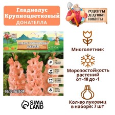 Гладиолус Крупноцветковый "Донателла", р-р 8/10, 7 шт,