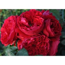 Seedling rose Plesy 