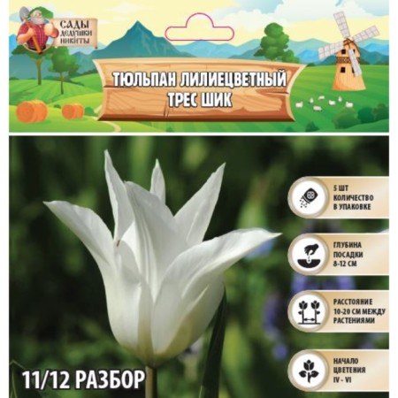 Tulip Lilian Tres Shik, river 11/12, 5 pcs, autumn 2024
