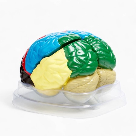 Ladder "Human Brain" 16*15cm-6