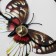 Testing "Butterfly" with feathers, mix of flowers
