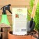 Seeds of indoor flower grenades "Carthage", 5 pcs.