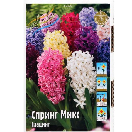 Showbox Hyacinth "Spring Mix" 30cm, r/r 14/15, 60 pcs-1