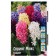Showbox Hyacinth "Spring Mix" 30cm, r/r 14/15, 60 pcs