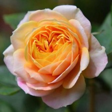 Seedling rose 