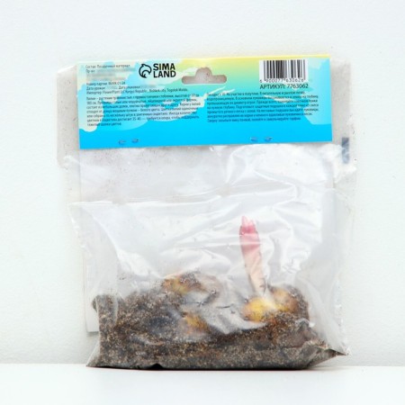 Lilia Hybrid "Konka Dor", district 14/16, 2 pcs.-2