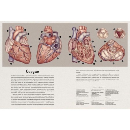 Anatomikum. Pakston D.-3