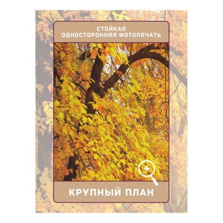 Photostes "Yellowing Forest", Saten, size 145x265 cm, 2 pcs-2