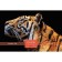 Puzzle "Tiger's View", 500 elements