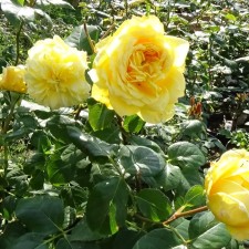 Seedling rose 
