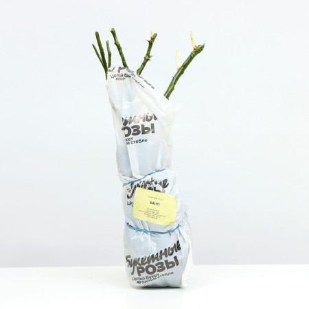 Gikho seedlings, spring 2024, 1 pc.-3