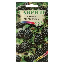 Black Black Seeds 