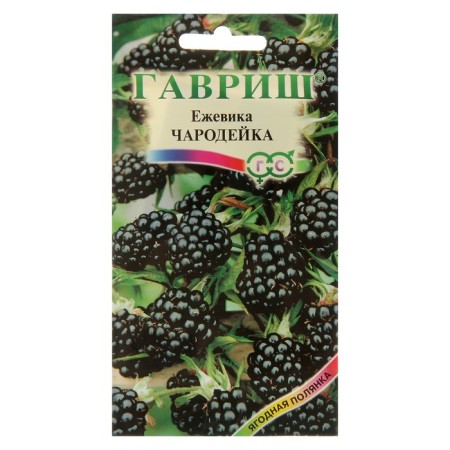 Black Black Seeds "Winer", 10 pcs