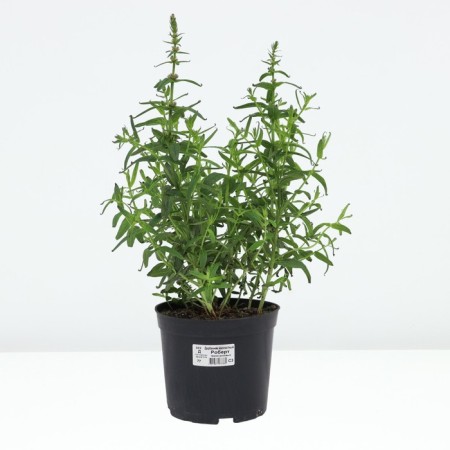 Derbennik Ivolid Robert, pot C3, 1 pc, summer 2024-2