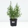 Derbennik Ivolid Robert, pot C3, 1 pc, summer 2024