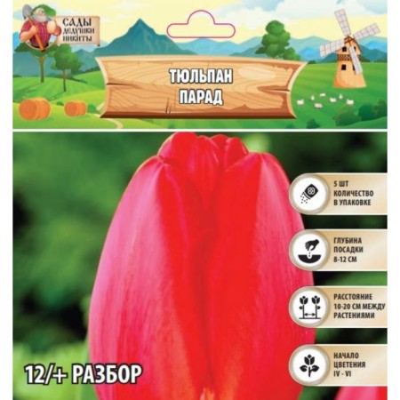 Tulip Parade, river 12/+, 5pcs, autumn 2024