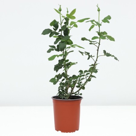 Rose Tea-Hibride Empress Farah, C3.5 pot, H25-45 Height, 1 pc, summer 2024-1