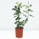 Rose Tea-Hibride Empress Farah, C3.5 pot, H25-45 Height, 1 pc, summer 2024