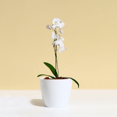 Flower pot, d = 12.5 cm, 1 l, plastic, white-2