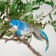 Decor on a bird wire, mix