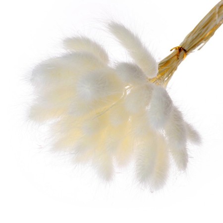 Dry -flowers "Lagurus", set of 30 pcs., White color-2