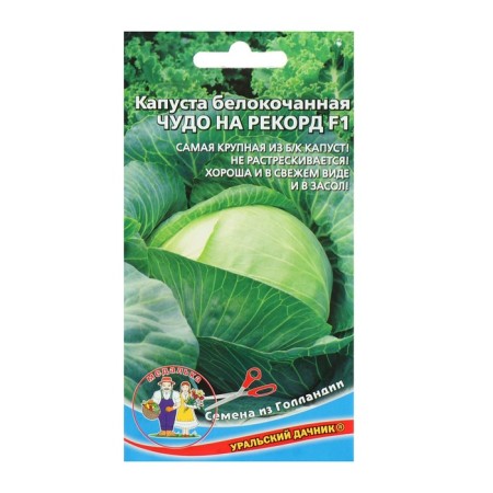 Cabbage seeds of white cabbage "Miracle for the Record" F1 late -ripening, coarse, 0.3 g-1