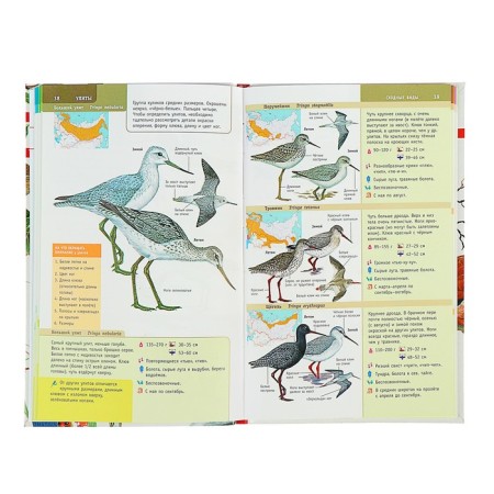 The best determinant. Birds of Russia-3