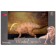 Dinosaurian figure "World of dinosaurs: parasaurolof", 24 cm