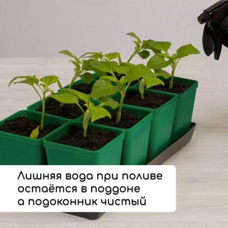 Set for seedlings: glasses of 600 ml (8 pcs), pan 36 × 18 cm, color mix, Greengo-5
