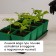 Set for seedlings: glasses of 600 ml (8 pcs), pan 36 × 18 cm, color mix, Greengo