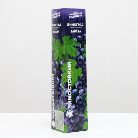 Grape seedling fun spring 2024, 1 pc.