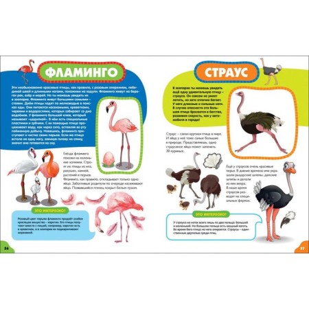 Birds for kids-7