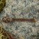 Koshelleka souvenir "Spoon of Zareklushka", with natural amber