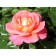 Saphenet Rosa Shanti, spring 2024, 1 pc.