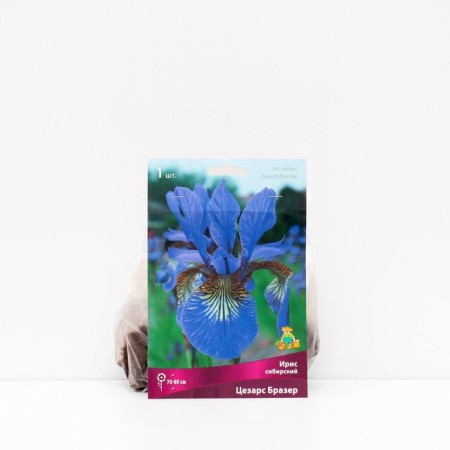 Iris Siberian "Caesars Brace", 1 pc, rr I, spring 2025