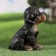 Garden figure "Rotweiler Puppy" 13x15x18cm ////