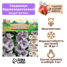 Гладиолус Крупноцветковый "Медитерран", р-р 8/10, 7 шт,